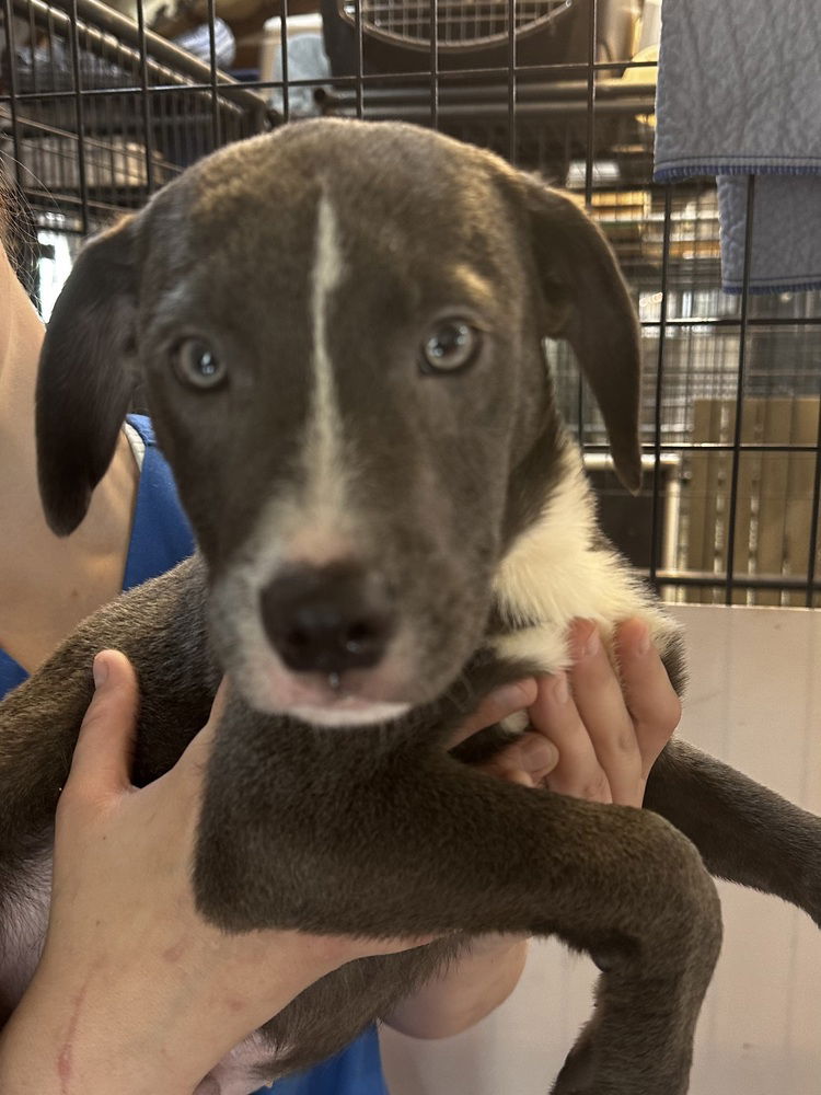 adoptable Dog in Warrenton, MO named AHS ATREYU