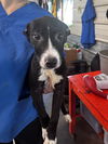 adoptable Dog in  named AHS FALKER