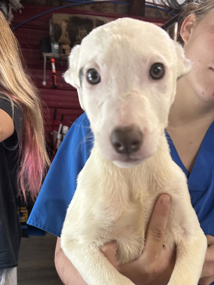 adoptable Dog in Warrenton, MO named AHS ARISU