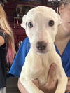 adoptable Dog in  named AHS ARISU