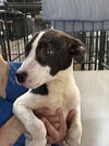 adoptable Dog in  named AHS PENELOPE
