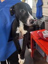 adoptable Dog in  named AHS BASTIAN