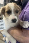 adoptable Dog in  named EH Ammo