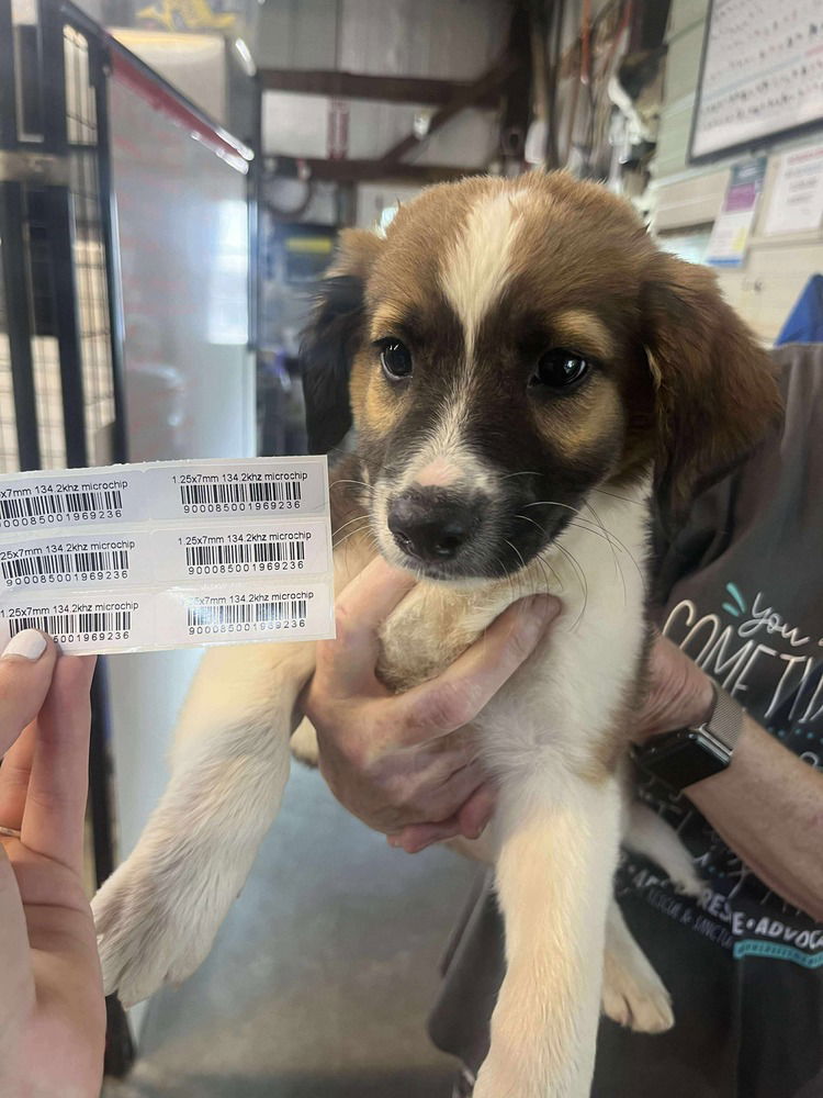 adoptable Dog in Warrenton, MO named EH Atlas