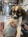 adoptable Dog in  named EH Atlas