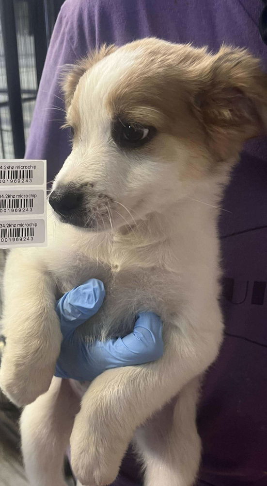 adoptable Dog in Warrenton, MO named EH Axel