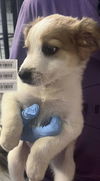 adoptable Dog in  named EH Axel