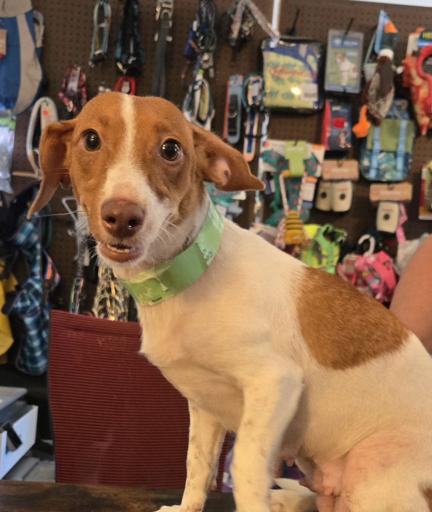adoptable Dog in Warrenton, MO named DW2 Cookie