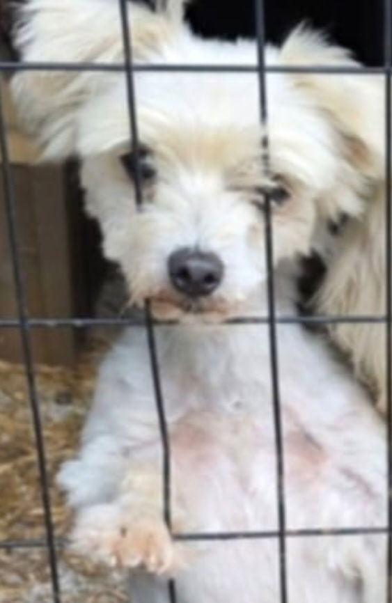 adoptable Dog in Warrenton, MO named DW Shipwreck