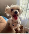 adoptable Dog in  named DW Shipwreck