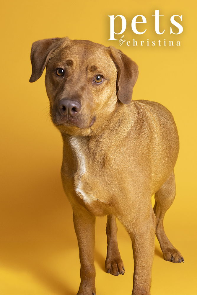 adoptable Dog in Warrenton, MO named Chief Little Rascal-Spanky