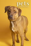 adoptable Dog in  named Chief Little Rascal-Spanky