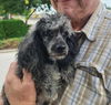 adoptable Dog in  named DW Hurricane