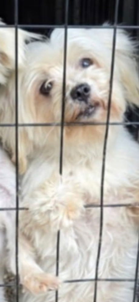 adoptable Dog in Warrenton, MO named DW Beacon