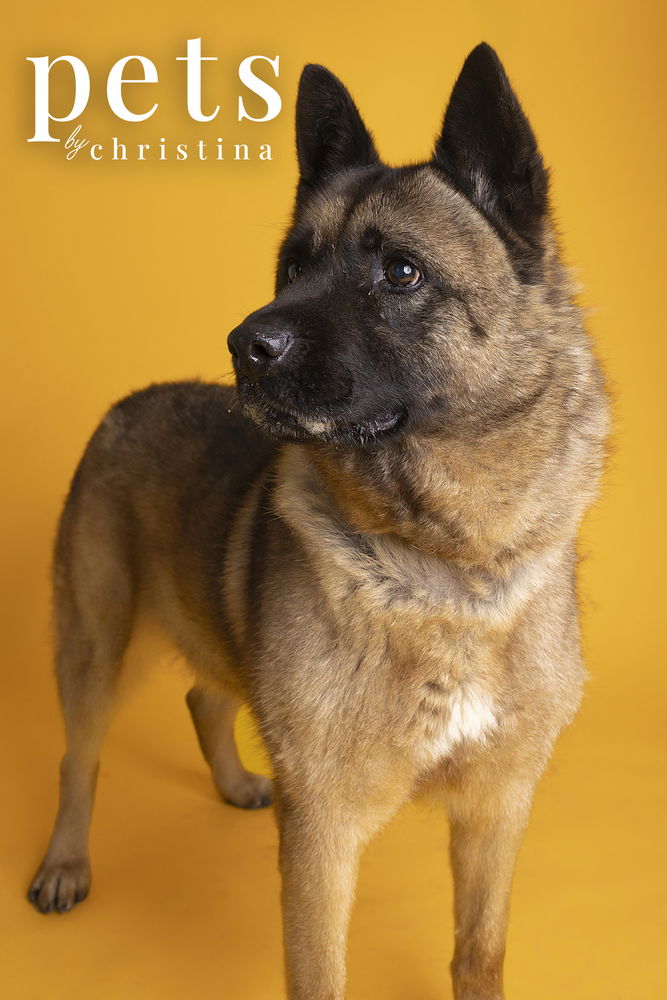 adoptable Dog in Warrenton, MO named Holly
