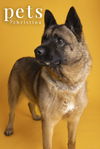 adoptable Dog in  named Holly