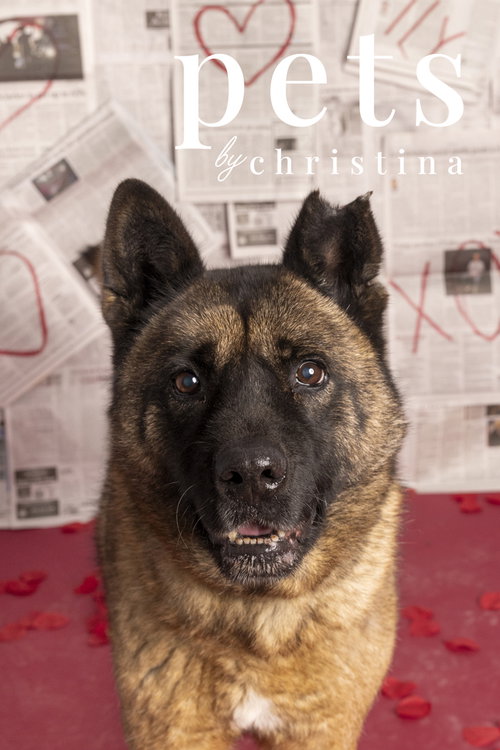 HOLLY - Akita available for adoption