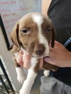 adoptable Dog in  named DW2 Cookie pup Chip