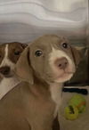 adoptable Dog in  named DW2 Cookie pup Chocolate