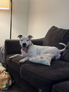 adoptable Dog in  named Tony Montana