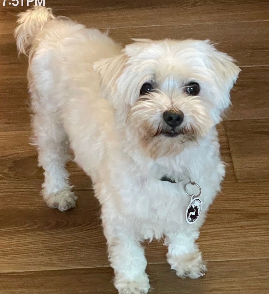 adoptable Dog in Warrenton, MO named DW Beacon