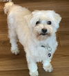 adoptable Dog in  named DW Beacon