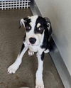 adoptable Dog in  named Thor