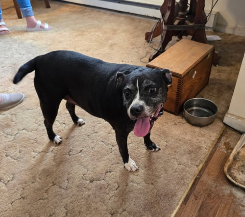 picture of the dog needing adoption