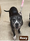 Roxy - Photo 1