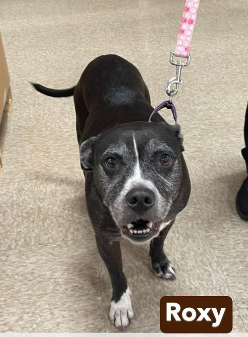 ROXY - Boxer / Labrador Retriever available for adoption