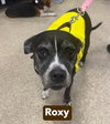 Roxy - Photo 2
