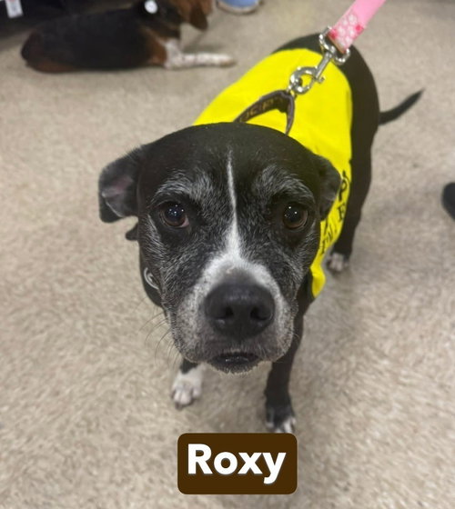 ROXY - Boxer / Labrador Retriever available for adoption
