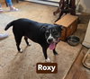 Roxy - Photo 3