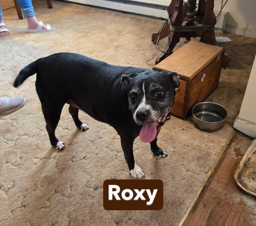 Roxy — thumbnail 3