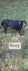 Roxy - Photo 4