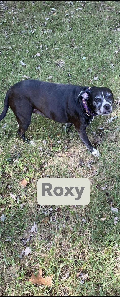 Roxy — thumbnail 4