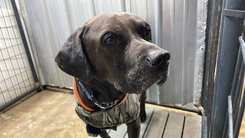 picture of the dog needing adoption