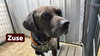 Zuse - Photo 4