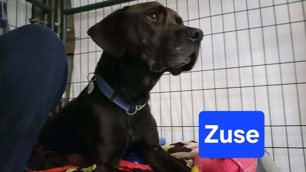 Zuse