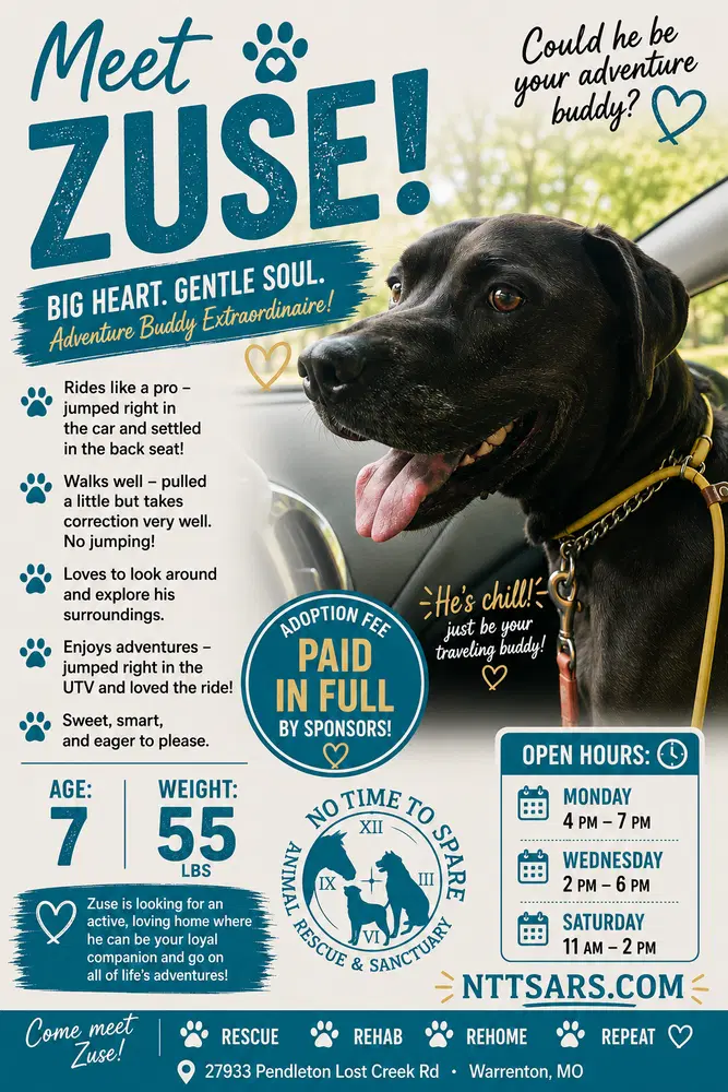 Zuse - Labrador Retriever
