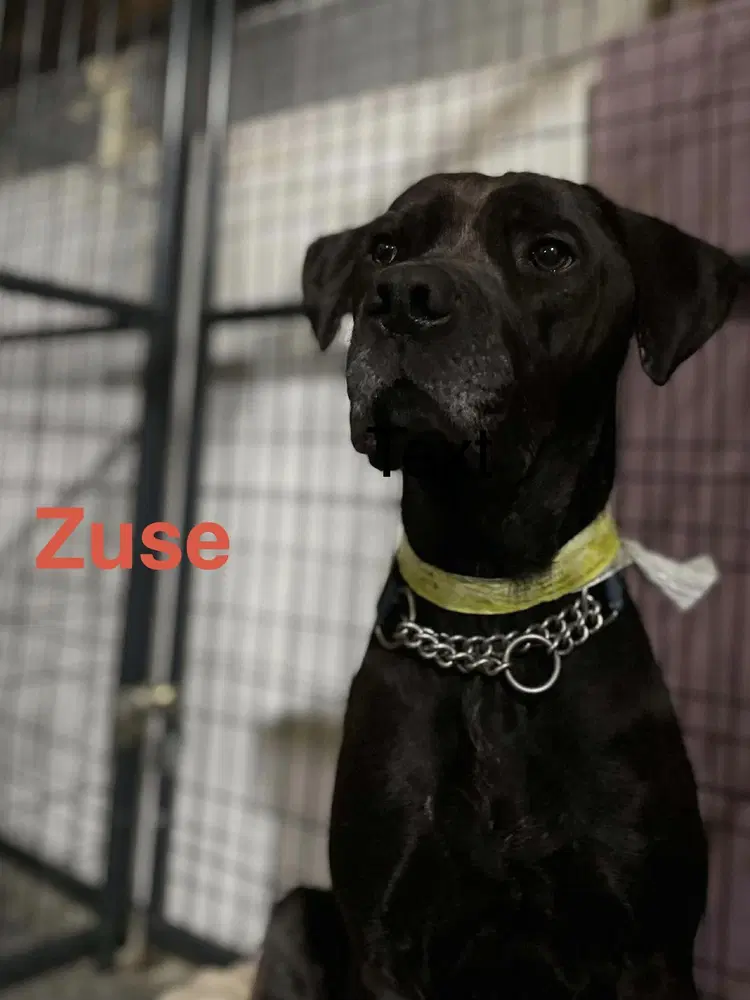 Zuse image 3