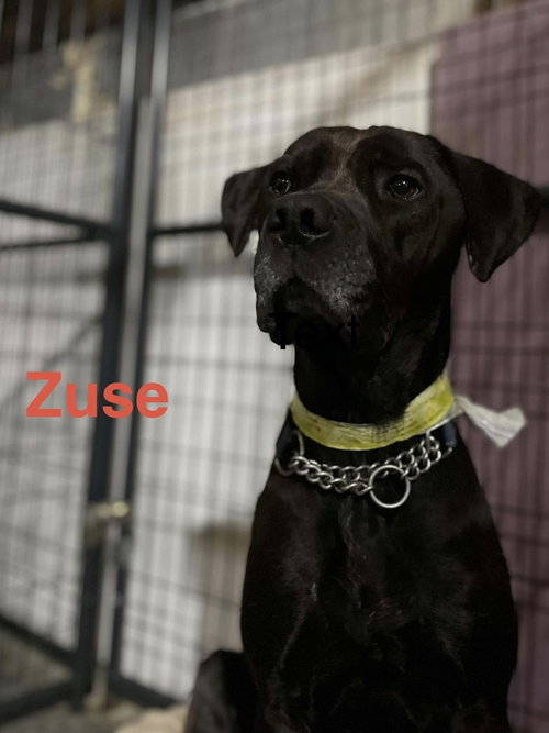 Photo 3 of Zuse
