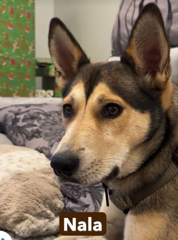Nala aka Bonnie