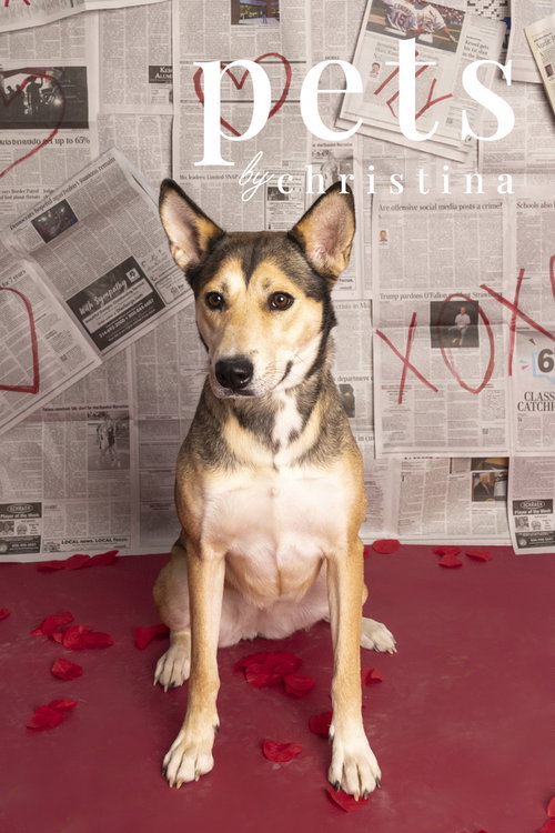 picture of the dog needing adoption