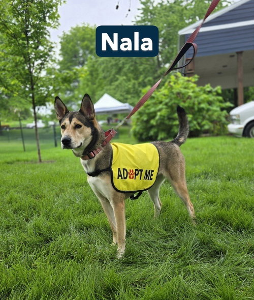 Nala aka Bonnie, an adoptable Husky in Warrenton, MO
