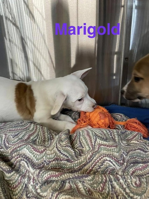 M Marygold — thumbnail 2