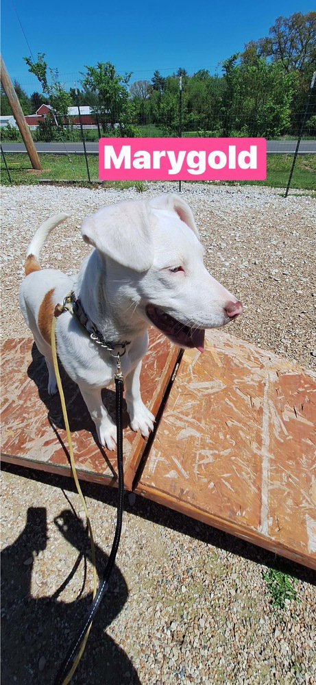 M Marygold, an adoptable Labrador Retriever in Warrenton, MO