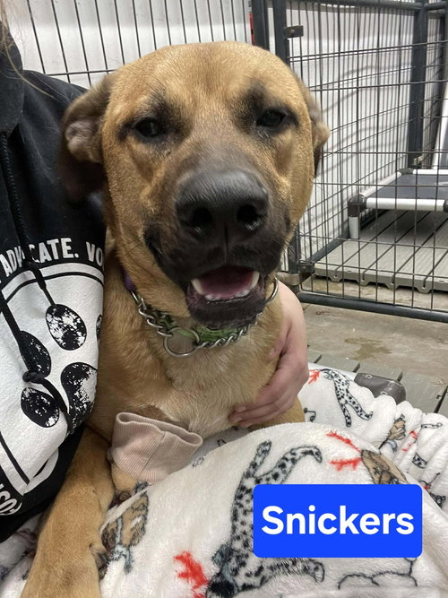 Snickers, an adoptable Black Mouth Cur in Warrenton, MO