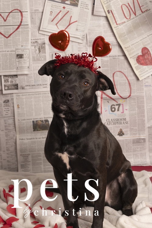 Chance Cain, an adoptable Labrador Retriever in Warrenton, MO