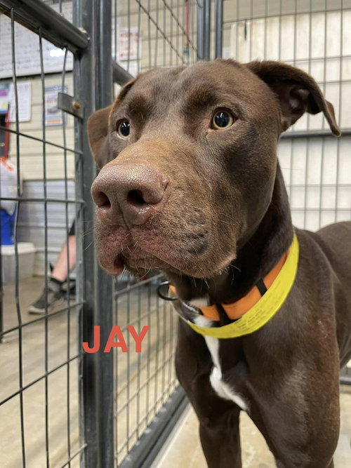 Jay, an adoptable Labrador Retriever in Warrenton, MO